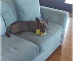 Small #2 Chihuahua