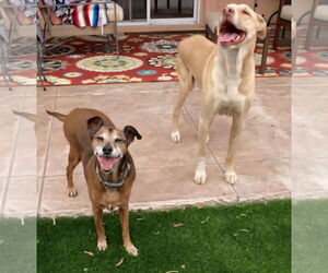 German Pinscher-Rhodesian Ridgeback Mix Dogs for adoption in Chandler, AZ, USA