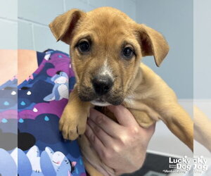 Labrador Retriever-Unknown Mix Dogs for adoption in Washington, DC, USA