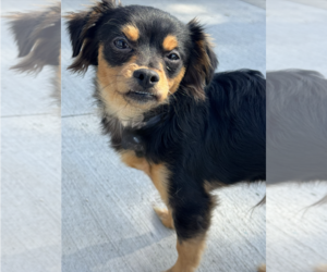 Chihuahua-Unknown Mix Dogs for adoption in Newport Beach, CA, USA