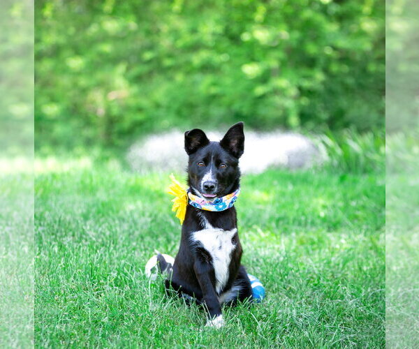 Medium Photo #2 Border Collie-Unknown Mix Puppy For Sale in Unionville, PA, USA