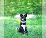 Small #1 Border Collie Mix