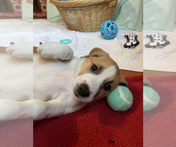 Medium Photo #6 Mutt Puppy For Sale in Westwood, NJ, USA