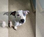 Small Catahoula Leopard Dog