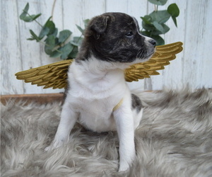 Boston Terrier-Jack Russell Terrier Mix Puppy for sale in HONEY BROOK, PA, USA