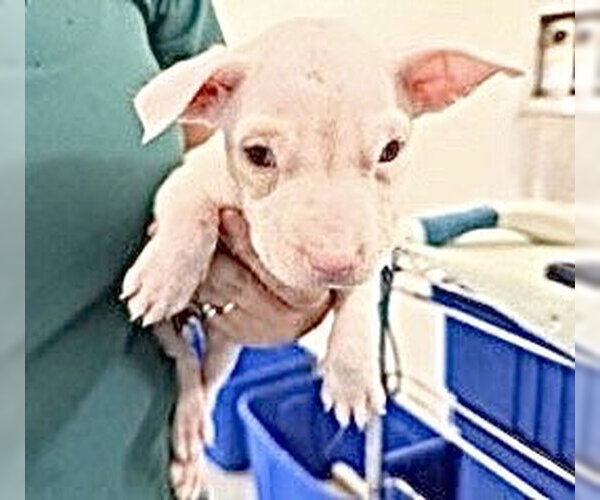 Medium Photo #3 American Pit Bull Terrier Puppy For Sale in Houston, TX, USA