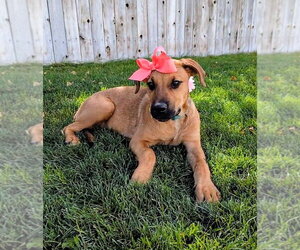 Artie Marie - Female Mutt Dog for Adoption - Photo #13