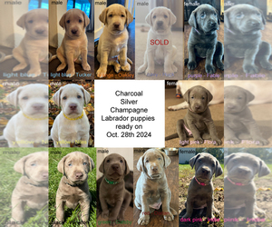 Labrador Retriever Puppy for Sale in WAYNESVILLE, Ohio USA