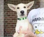 Small #4 Australian Shepherd Mix