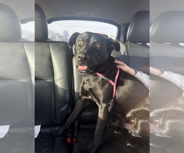 Medium Photo #2 Labrador Retriever Puppy For Sale in FRAMINGHAM, MA, USA