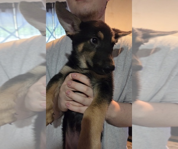 Medium Photo #4 German Shepherd Dog Puppy For Sale in FORT WORTH, TX, USA