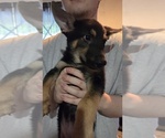 Small #3 German Shepherd Dog