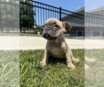 Puppy Ellie French Bulldog