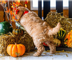 Small #3 Goldendoodle-Poodle (Miniature) Mix