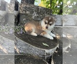 Small #5 Pomsky