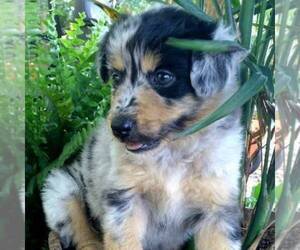 Australian Shepherd Puppy for sale in LINDEN, TN, USA