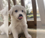Small Photo #4 Great Pyrenees-Maremma Sheepdog Mix Puppy For Sale in CONNEAUT, OH, USA
