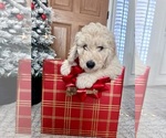 Small Photo #4 Goldendoodle Puppy For Sale in EVANS, GA, USA
