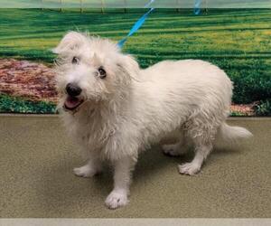 Mutt Dogs for adoption in Moreno Valley, CA, USA