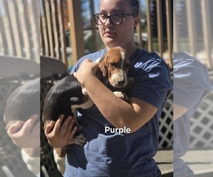 Basset Hound Puppy for sale in PORTLAND, TN, USA