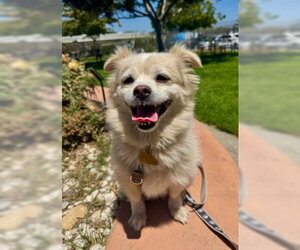 Bentley - Male Shiranian Dog for Adoption - Photo #7