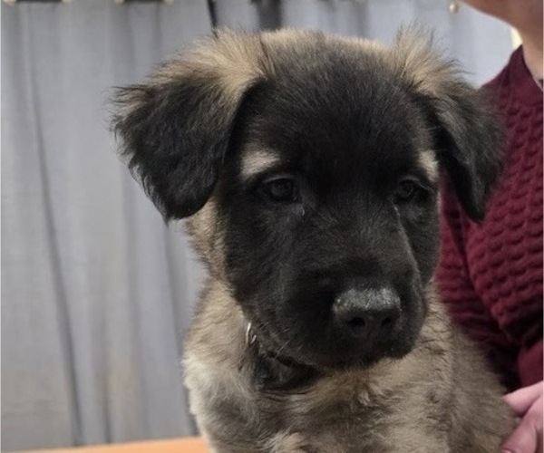 Medium Photo #1 Alaskan Malamute-Mastiff Mix Puppy For Sale in OMAHA, NE, USA