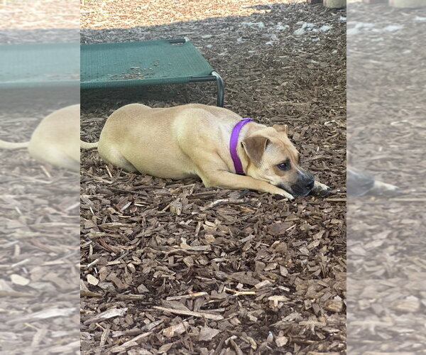 Medium Photo #2 American Staffordshire Terrier Puppy For Sale in Lawrenceville, NJ, USA