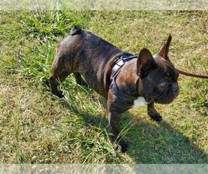 Mother of the French Bulldog puppies born on 11/17/2022