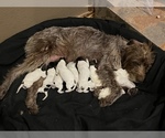 Small Photo #3 German Wirehaired Pointer Puppy For Sale in PAOLA, KS, USA