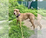 Small #3 American Pit Bull Terrier-Labrador Retriever Mix