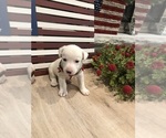 Puppy WhiteBoy 2 Jack Russell Terrier