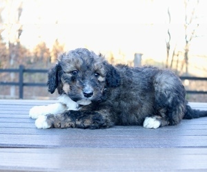 Bernedoodle (Miniature) Puppy for Sale in KNOB NOSTER, Missouri USA