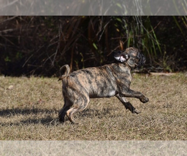 Medium Photo #5 Pug Puppy For Sale in PALM COAST, FL, USA