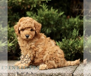 Goldendoodle (Miniature) Puppy for sale in KINZERS, PA, USA