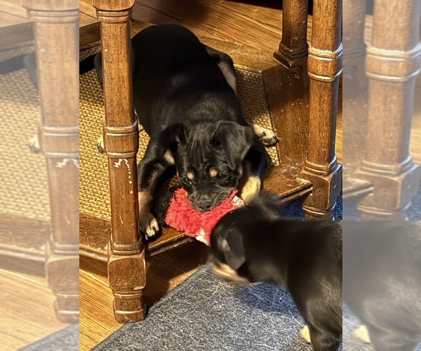 Medium Photo #24 Carlin Pinscher Puppy For Sale in COBB, WI, USA