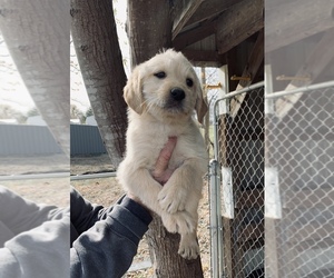 Labradoodle-Labrador Retriever Mix Puppy for sale in CAMP CLARK, MO, USA