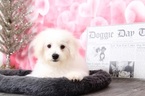 Small Photo #3 Bichon Frise Puppy For Sale in BEL AIR, MD, USA