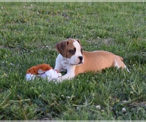 Boxer Puppy for sale in HUMBOLDT, NE, USA