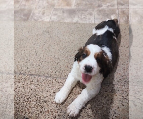 Medium Photo #1 English Springer Spaniel Puppy For Sale in GLEN SAINT MARY, FL, USA