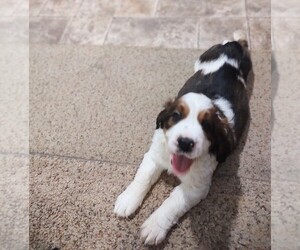 Medium English Springer Spaniel