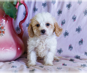 Medium Cavapoo