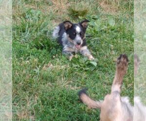 Australian Shepherd-Texas Heeler Mix Puppy for sale in GRETNA, VA, USA