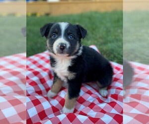Australian Shepherd Puppy for sale in JEROMESVILLE, OH, USA
