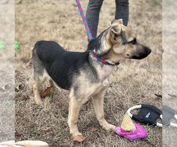 Medium Photo #3 Mutt Puppy For Sale in Yardley, PA, USA