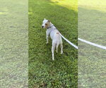 Small #1 American Pit Bull Terrier Mix