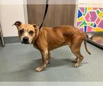 Small American Pit Bull Terrier