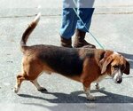 Small #9 Basset Hound Mix