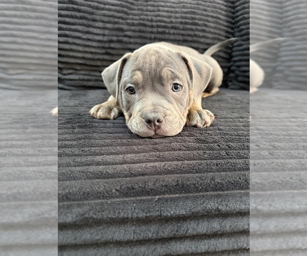 Medium Photo #10 American Bully Puppy For Sale in PALM COAST, FL, USA