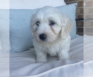 Golden Mountain Doodle  Puppy for sale in BUCYRUS, OH, USA