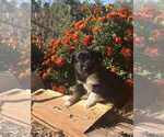 Puppy Raven Miniature Australian Shepherd